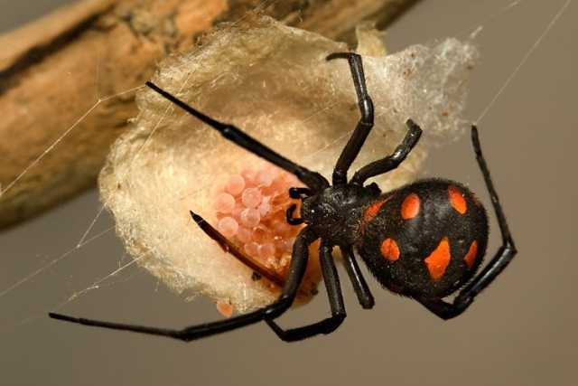 Alla scoperta della malmignatta, la piccola "vedova nera" che abita i muretti a secco